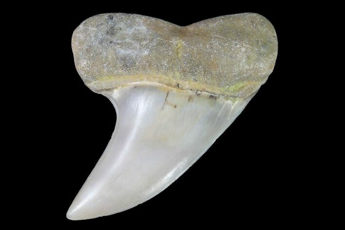 Mako Shark Tooth Fossil - Sharktooth Hill, CA #94724